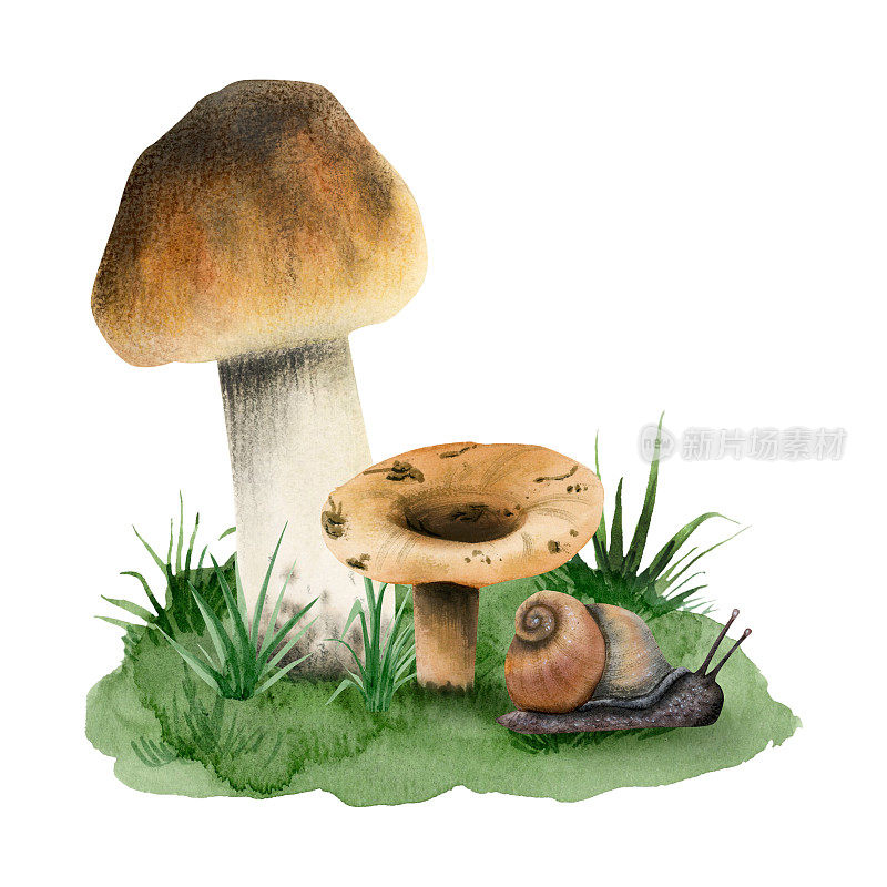 水彩画棕色食用蘑菇boletus edulis生长在绿色的草与蜗牛插图孤立在白色的背景。组成与现实的森林林地植物的产品标签